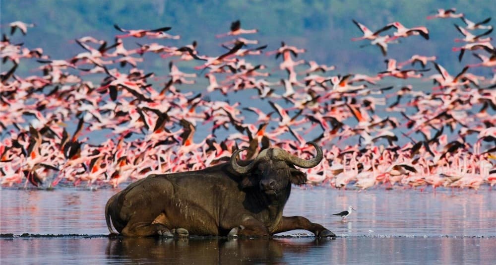 Lake Nakuru National Park: Day Trip from Nairobi | ®ExcursionMania - Image 3