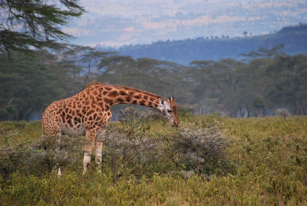 Lake Nakuru National Park: Day Trip from Nairobi | ®ExcursionMania - Image 6