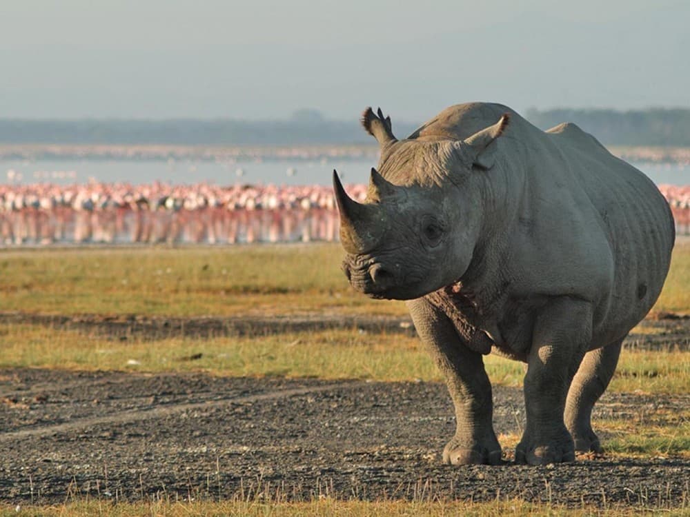 Lake Nakuru National Park: Day Trip from Nairobi | ®ExcursionMania - Image 7