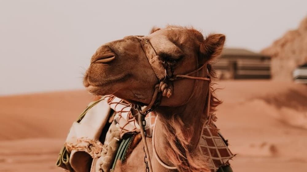 2 Day Private Tour to Petra and Wadi Rum from Amman | ®ExcursionMania - Image 7