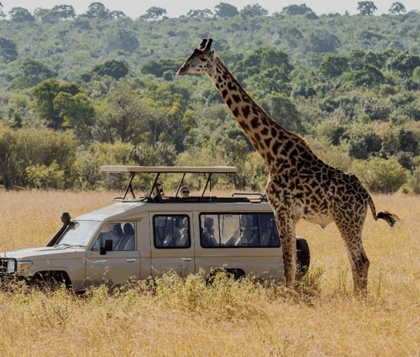 Safari : Big 5 - Hwange National Park Safari Day Tour | ®ExcursionMania - Image 6