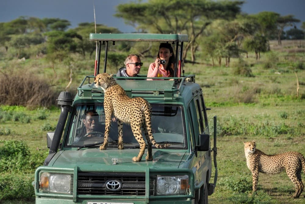 Safari : Big 5 - Hwange National Park Safari Day Tour