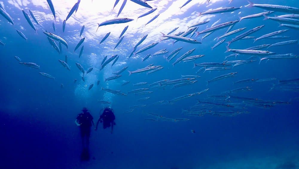 SSI  Padi Open Water Course in Phuket | ®ExcursionMania - Image 2