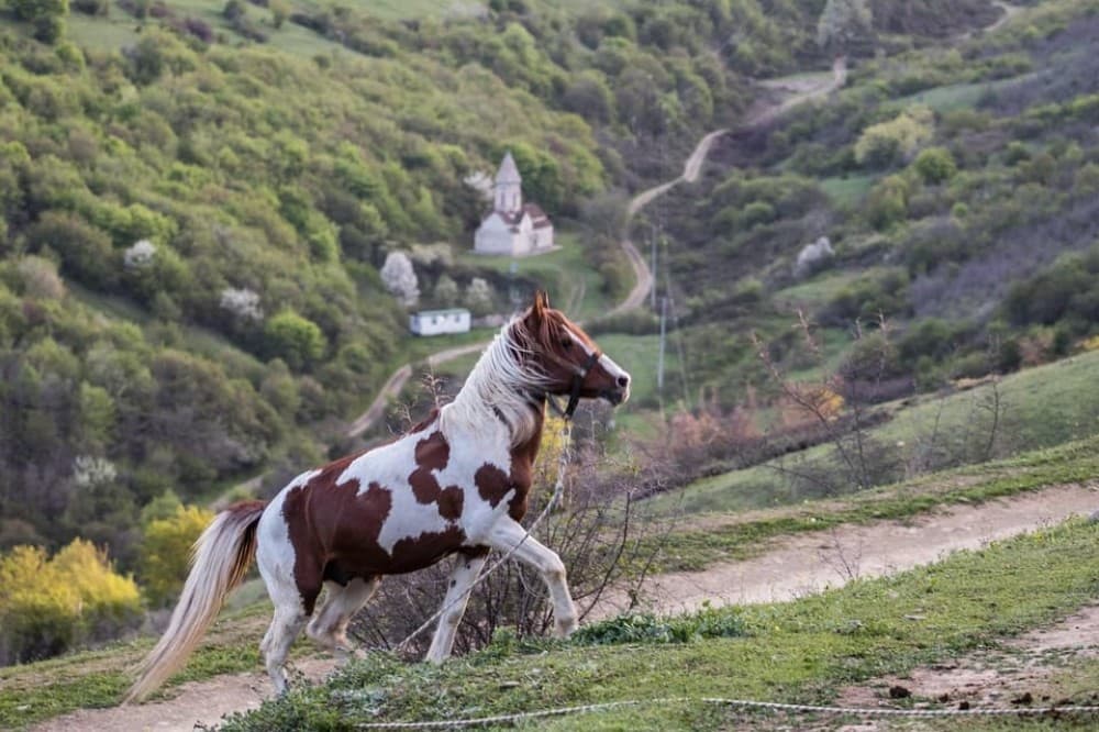 Tbilisi: Kakheti Horse Riding, Wine Tasting, and Cooking | ®ExcursionMania - Image 3