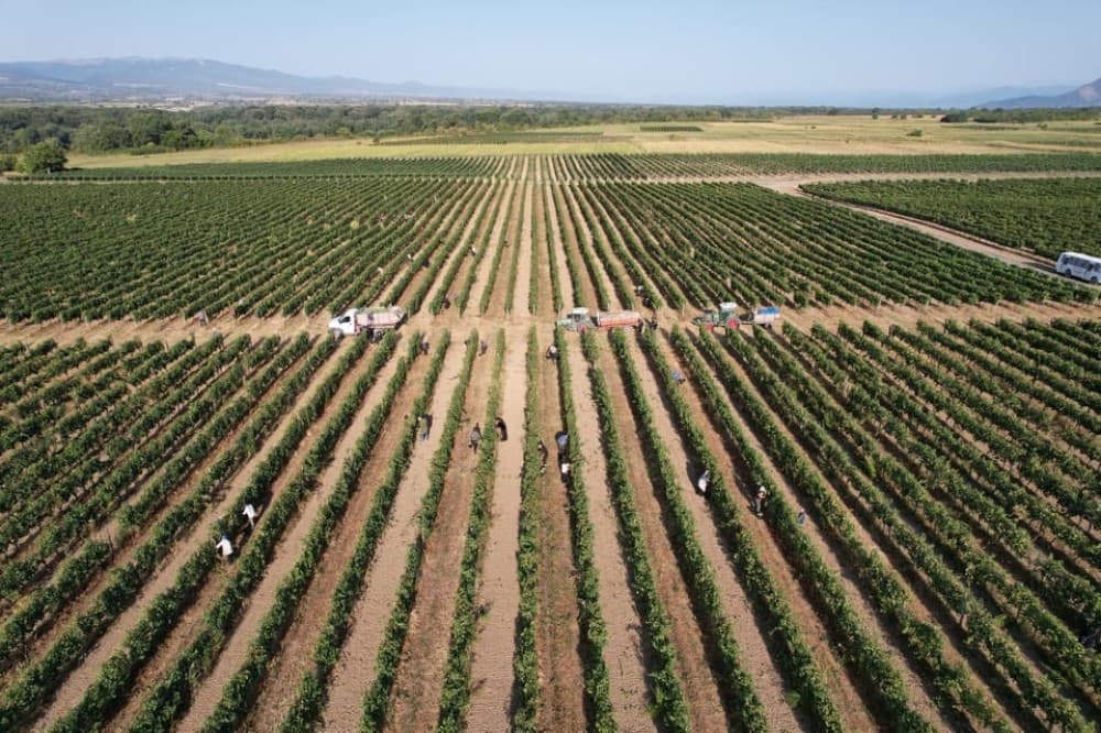 Tbilisi: Kakheti Horse Riding, Wine Tasting, and Cooking | ®ExcursionMania - Image 5