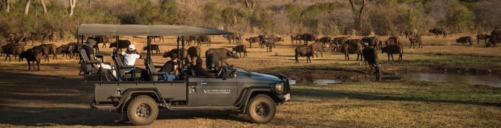 Victoria Falls: Big 5 Night Rhino Game Drive  Bush Dinner | ®ExcursionMania - Image 5