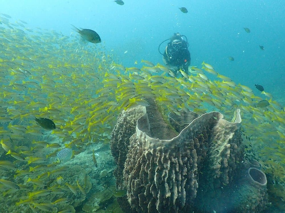 Freediving in Phuket - SSI - AIDA - Molchanovs - PADI | ®ExcursionMania - Image 7