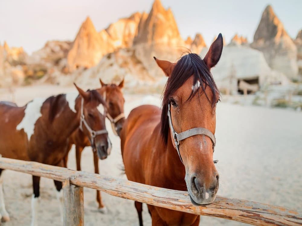 Cappadocia: Horse Riding Adventure w/Hotel Pickup | ®ExcursionMania - Image 9
