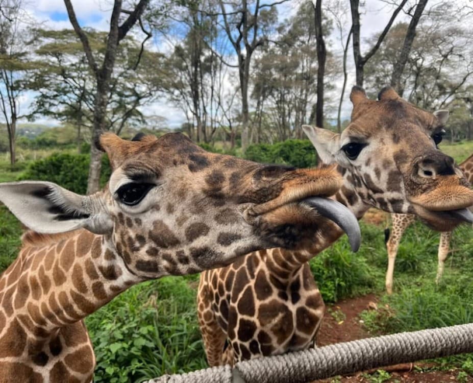 Elephant Orphanage and Giraffe Center Tour | ®ExcursionMania - Image 5