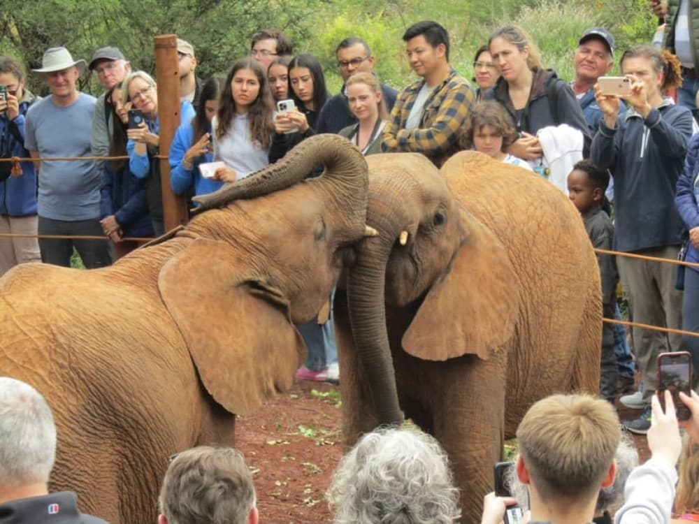 Elephant Orphanage and Giraffe Center Tour | ®ExcursionMania - Image 6