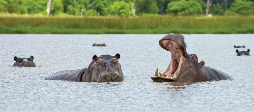 Kasane: Full Day Chobe National Park Safari with Lunch