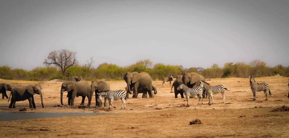 Kasane: Full Day Chobe National Park Safari with Lunch | ®ExcursionMania - Image 2