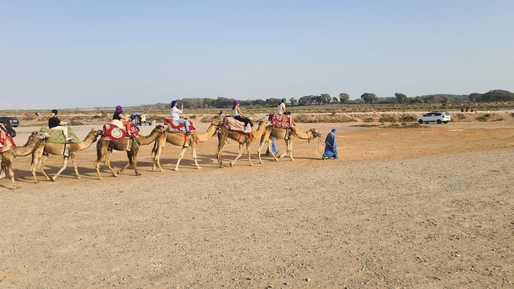 Sunset Camel Ride in Agadir or Taghazout With Transfers | ®ExcursionMania - Image 6