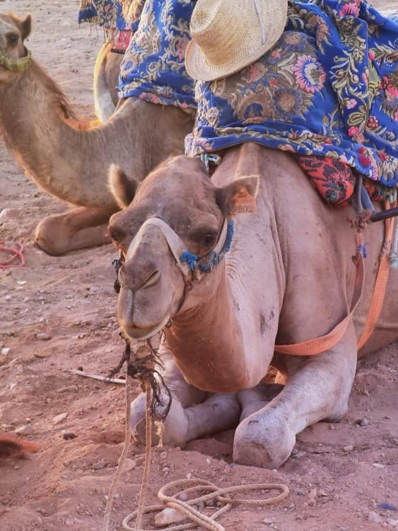 Sunset Camel Ride in Agadir or Taghazout With Transfers | ®ExcursionMania - Image 4