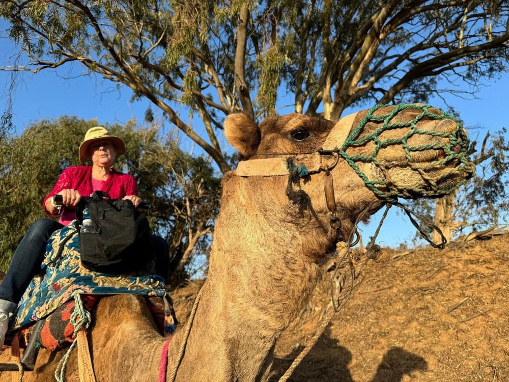 Sunset Camel Ride in Agadir or Taghazout With Transfers | ®ExcursionMania - Image 8
