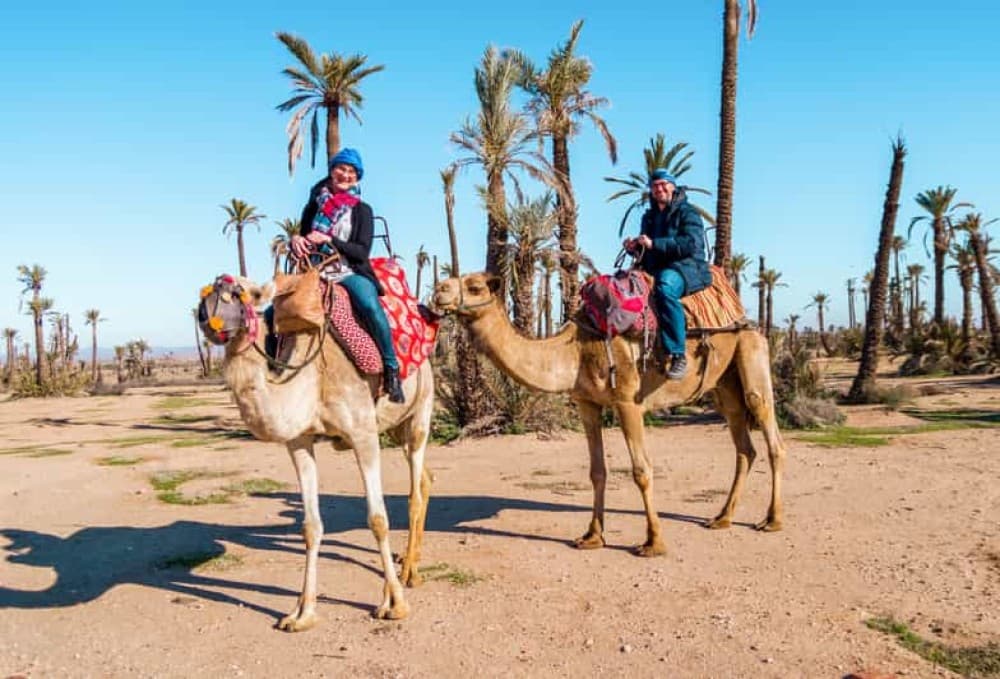 2 Hour Camel Ride From Agadir or Taghazout | ®ExcursionMania - Image 1