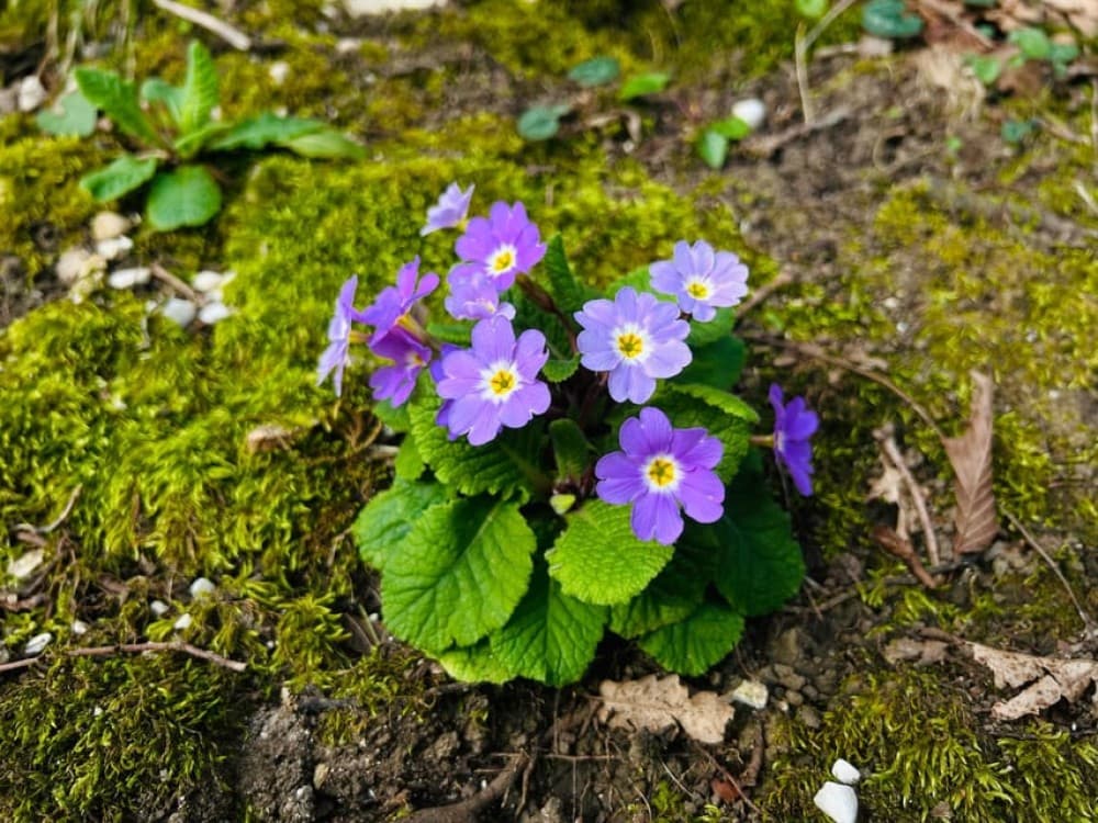 From Kutaisi:Canyons and caves tour with transfer to Tbilisi | ®ExcursionMania - Image 6