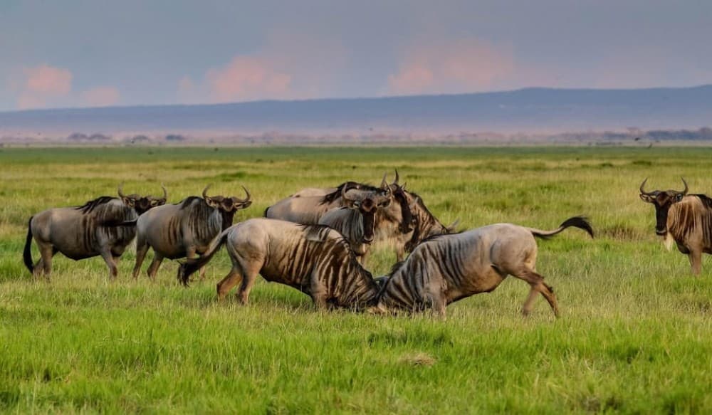3 days 2nights masai mara joining safari Jeep | ®ExcursionMania - Image 4