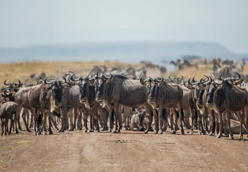 3 days 2nights masai mara joining safari Jeep | ®ExcursionMania - Image 8