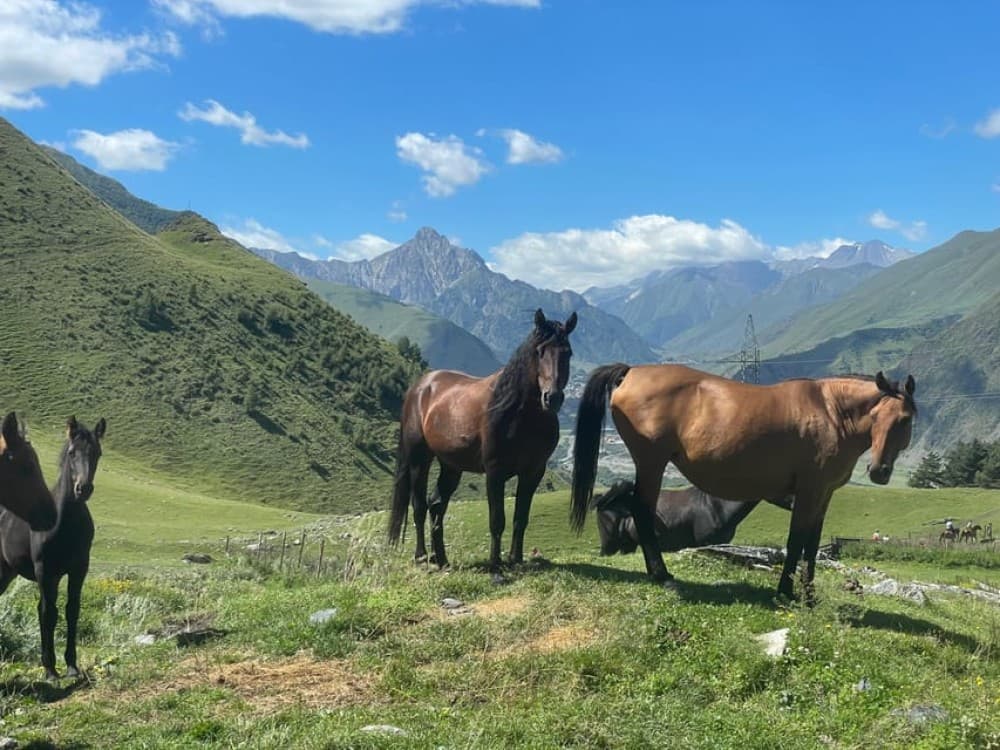 Kazbegi: Horse Riding Adventure from Rooms Hotel Kazbegi | ®ExcursionMania - Image 6