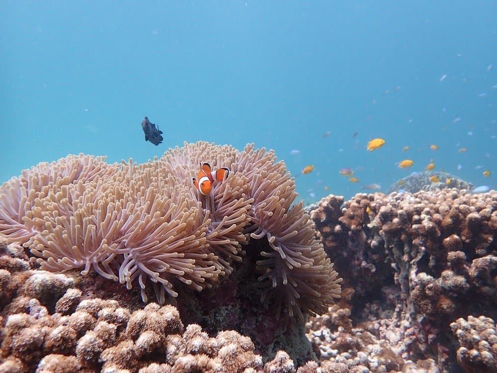 Full-Day Racha Yai Private Scuba Diving Course from Phuket | ®ExcursionMania - Image 3