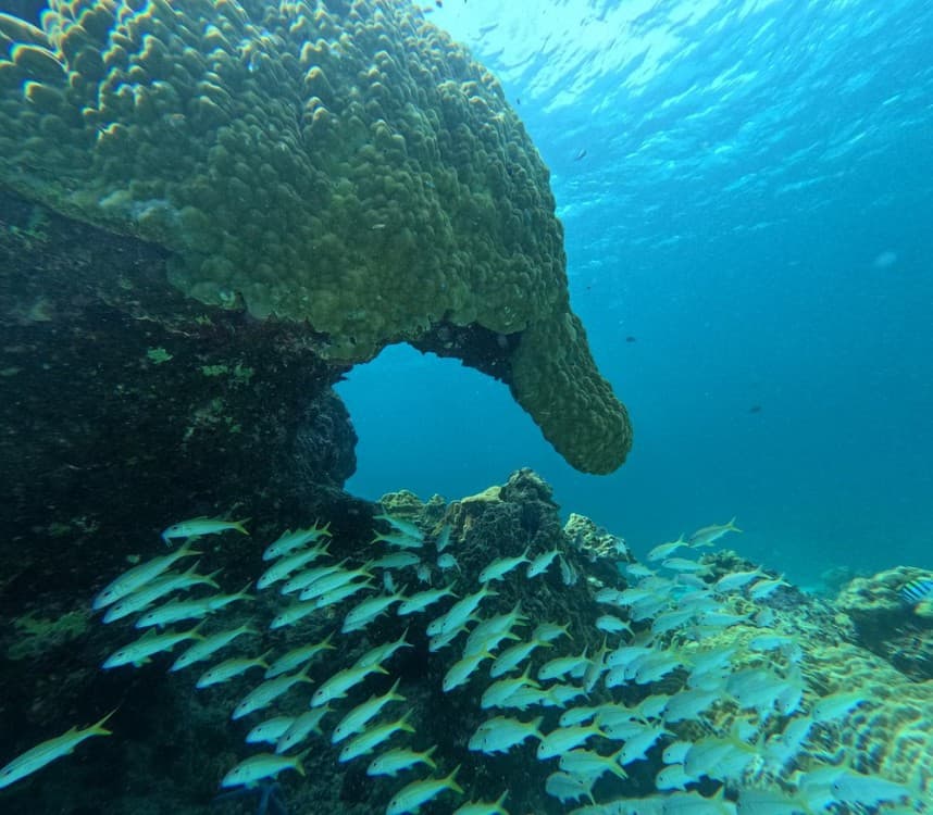 Full-Day Racha Yai Private Scuba Diving Course from Phuket | ®ExcursionMania - Image 4