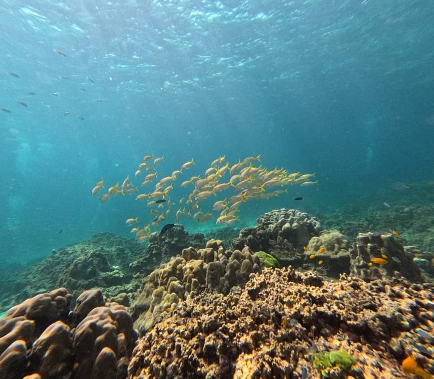 Full-Day Racha Yai Private Scuba Diving Course from Phuket | ®ExcursionMania - Image 5