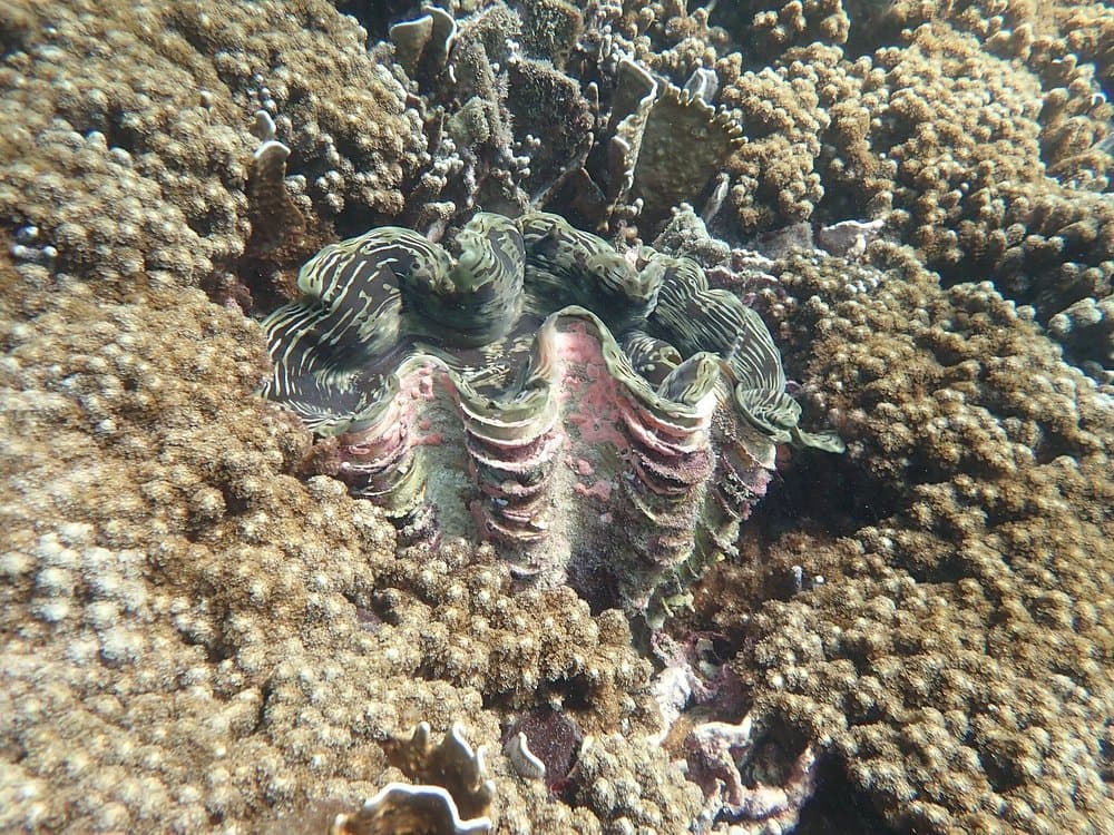 Full-Day Racha Yai Private Scuba Diving Course from Phuket | ®ExcursionMania - Image 7