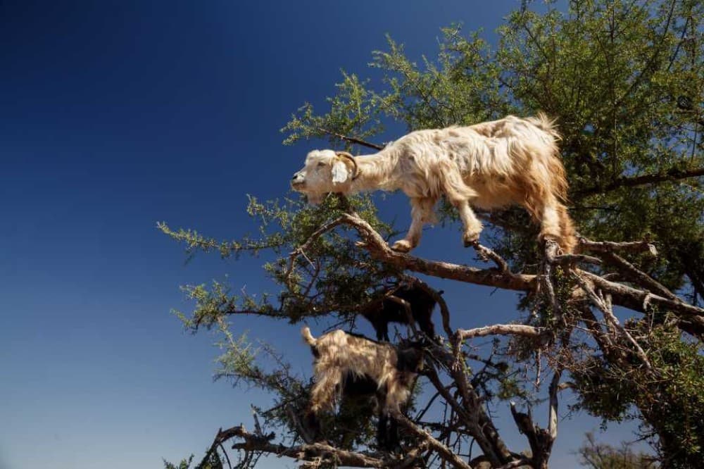 Goats on the Tree Trip in Agadir | ®ExcursionMania - Image 1