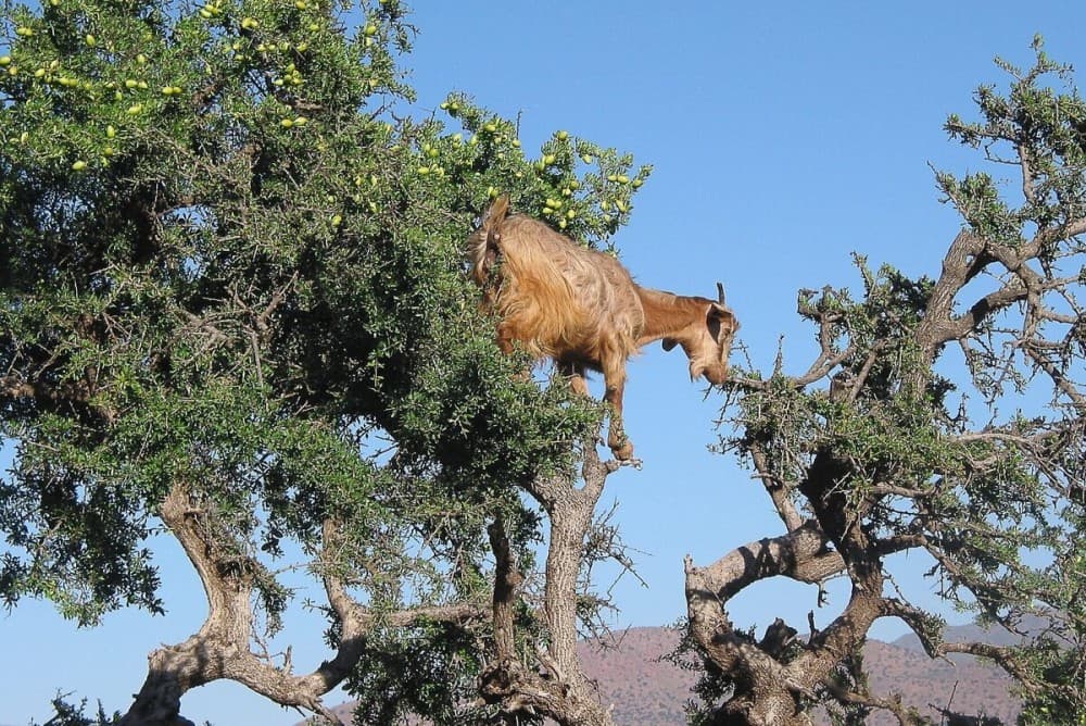 Goats on the Tree Trip in Agadir | ®ExcursionMania - Image 3