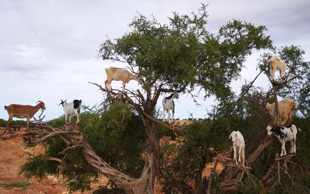 Goats on the Tree Trip in Agadir | ®ExcursionMania - Image 4