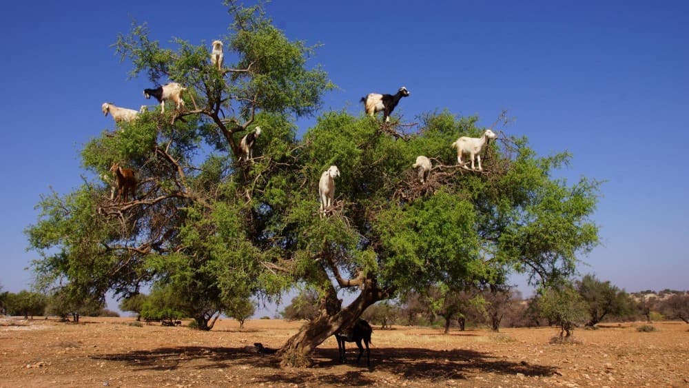 Goats on the Tree Trip in Agadir | ®ExcursionMania - Image 5