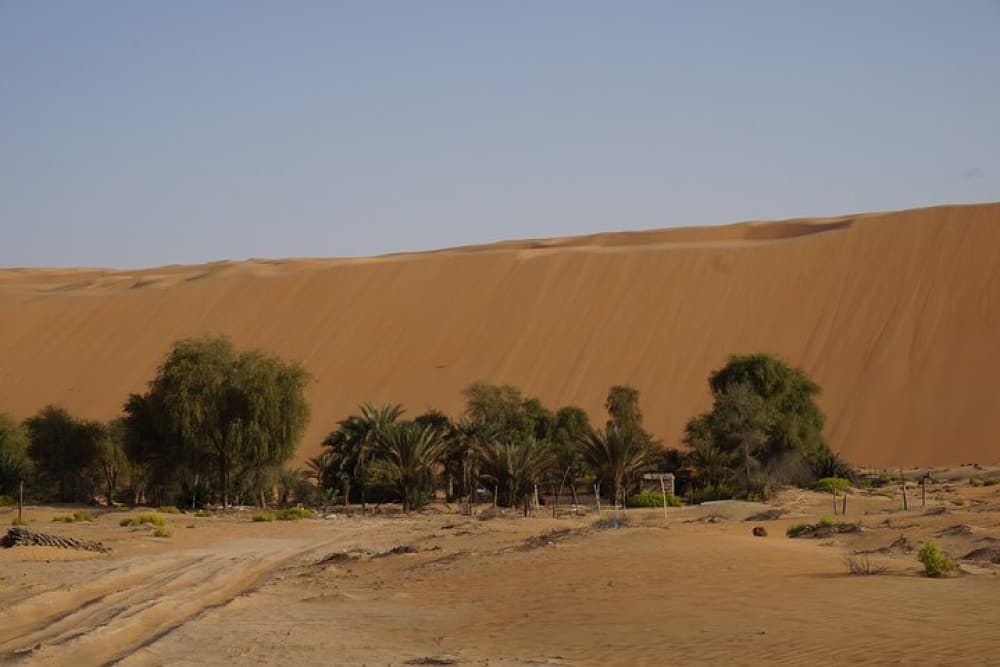 Liwa Full Day Desert Safari from Abu Dhabi | ®ExcursionMania - Image 7