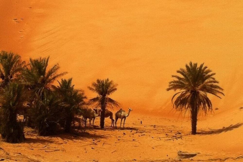 Liwa Over Night Safari | ®ExcursionMania - Image 6