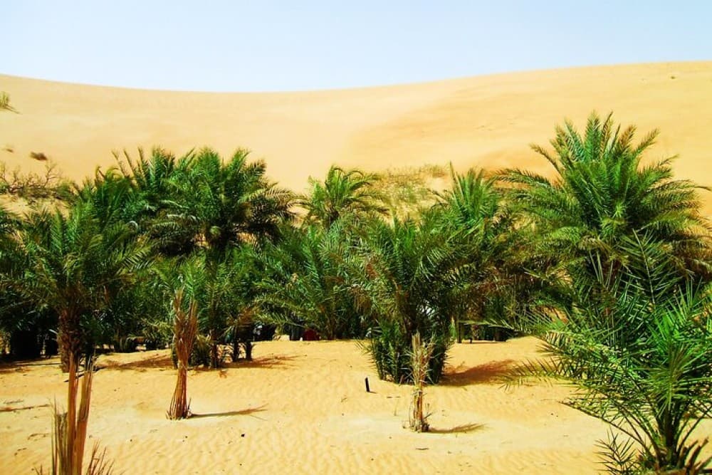 Liwa Over Night Safari | ®ExcursionMania - Image 8
