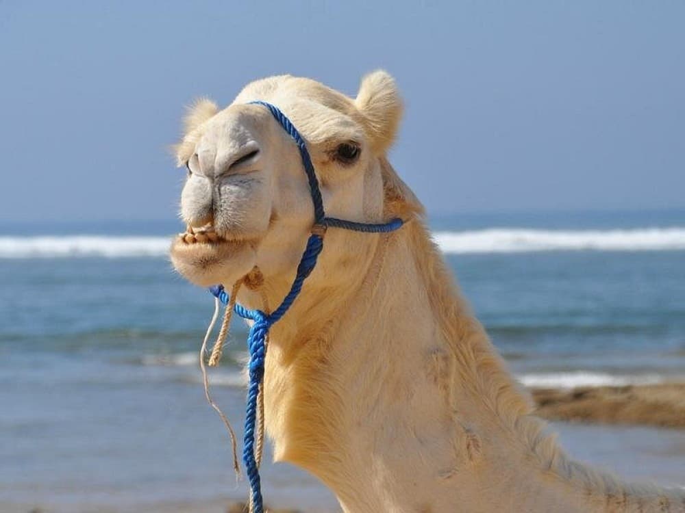 Agadir Cooking Class Including Paradise Valley and Sand Dunes Desert | ®ExcursionMania - Image 3