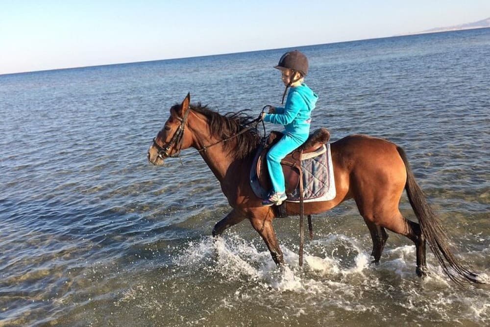 1 Hour Beach Horse Ride in Sharm El Sheikh | ®ExcursionMania - Image 7