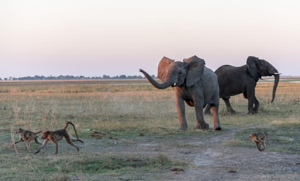 Chobe National Park: Day Trip with River Cruise | ®ExcursionMania - Image 5
