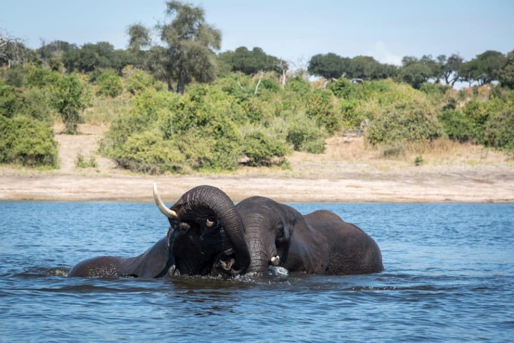 Chobe National Park: Day Trip with River Cruise | ®ExcursionMania - Image 4