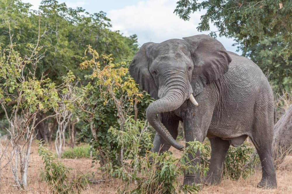 Chobe National Park: Day Trip with River Cruise | ®ExcursionMania - Image 3