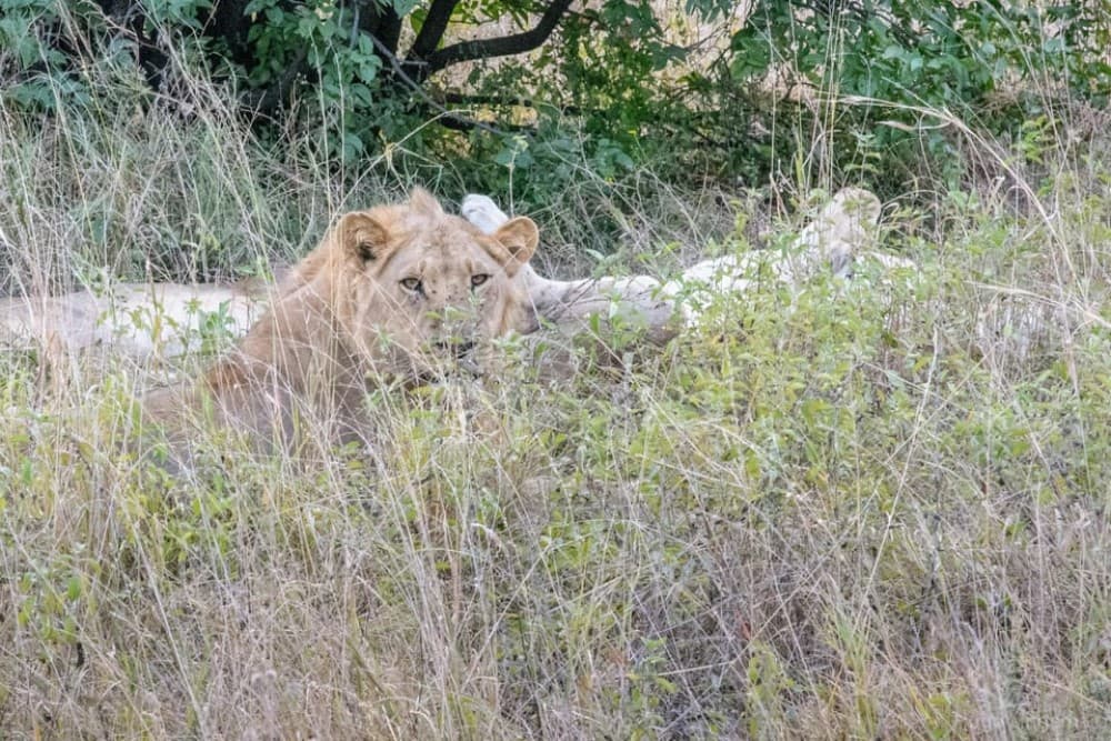 Chobe National Park: Day Trip with River Cruise | ®ExcursionMania - Image 6