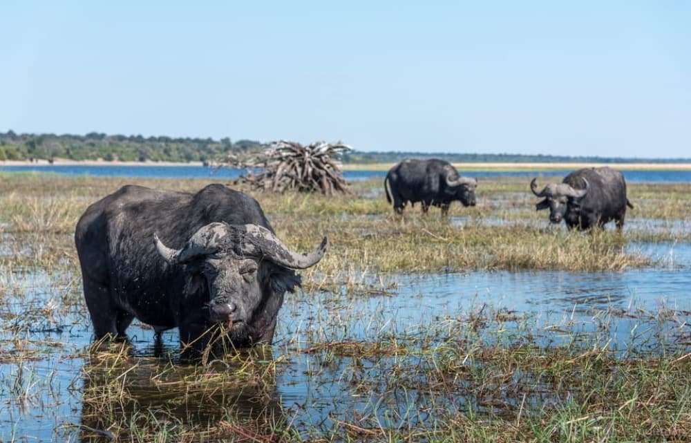 Chobe National Park: Day Trip with River Cruise | ®ExcursionMania - Image 7