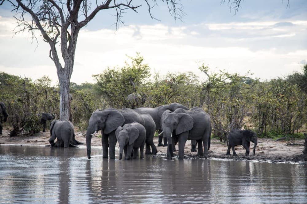 Chobe National Park: Day Trip with River Cruise | ®ExcursionMania - Image 8