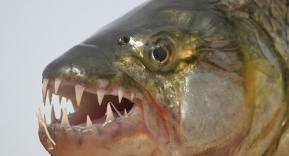 Victoria Falls: Tiger Fishing Trip on the Zambezi River | ®ExcursionMania - Image 3