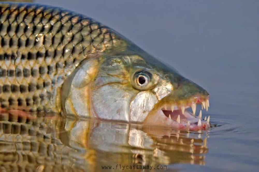 Victoria Falls: Tiger Fishing Trip on the Zambezi River | ®ExcursionMania - Image 6