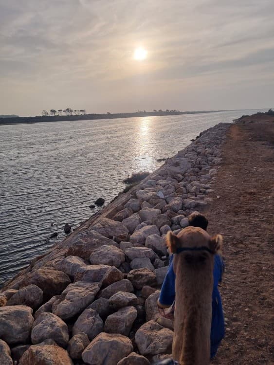 Agadir Camel Rides with Tea Drink & Cakes | ®ExcursionMania - Image 2