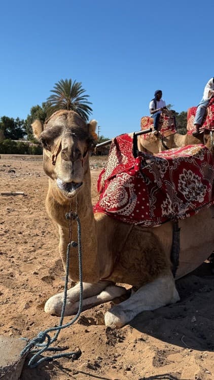 Agadir Camel Rides with Tea Drink & Cakes | ®ExcursionMania - Image 5