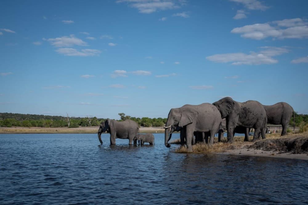 Chobe National Park 3 Days / 2 Nights | ®ExcursionMania - Image 8