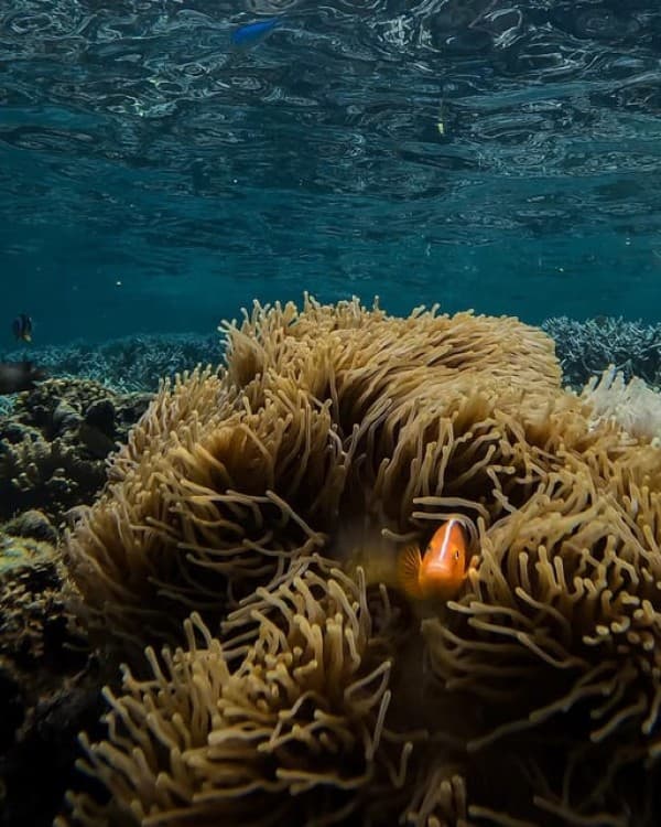 Zanzibar Snorkeling and Sandbank Picnic BBQ Lunch | ®ExcursionMania - Image 11