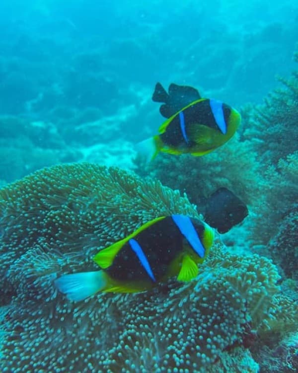 Zanzibar Jozaniforest, Kuza cave, Blue lagoon, Rock Restaurant | ®ExcursionMania - Image 2